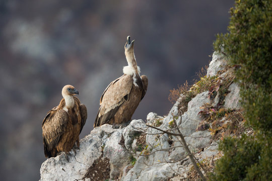 Two Eurasian Griffon, Gyps fulvus