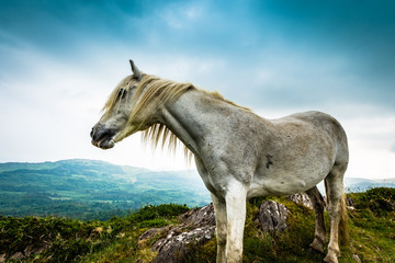 Fototapeta na wymiar Beautiful white horse in Co Cork, Ireland.