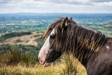 Beautiful wild horses in Cooley Mountains, Co Louth, Ireland. Was able to get very close this time. I met them in the past and they allowed me to come closer last week.