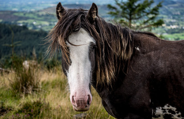 Beautiful wild horses in Cooley Mountains, Co Louth, Ireland. Was able to get very close this time. I met them in the past and they allowed me to come closer last week.