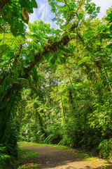 Fototapeta premium Grand étang near La Soufrire volcano, Basse-Terre, Guadeloupe