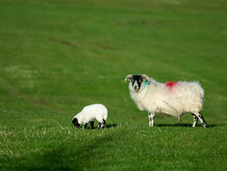 Cute newborn spring Irish lamb. Photo taken in Co Louth
