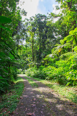 Grand étang near La Soufrire volcano, Basse-Terre, Guadeloupe