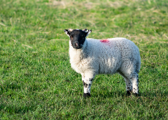 Cute newborn spring Irish lamb. Photo taken in Co Louth