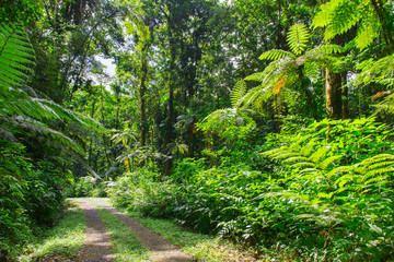 Obraz premium Grand étang near La Soufriere volcano, Basse-Terre, Guadeloupe