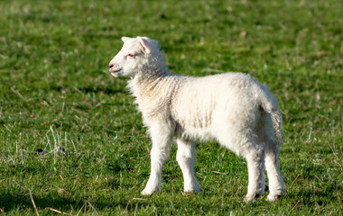 Naklejka na ściany i meble Cute newborn spring Irish lamb. Photo taken in Co Louth