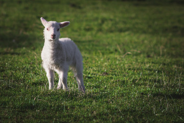 Naklejka na ściany i meble Cute newborn spring Irish lamb. Photo taken in Co Louth