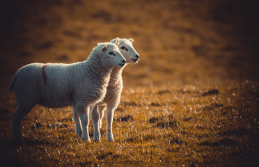 Obraz premium Cute newborn spring Irish lamb. Photo taken in Co Louth