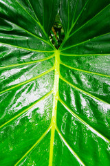 Tropical jungle leaf close up background