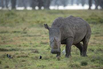 Obraz premium nosorożec biały i małe ptaki