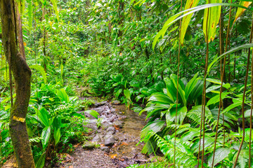 Grand étang near La Soufrire volcano, Basse-Terre, Guadeloupe