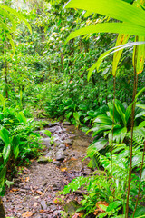 Grand étang near La Soufrire volcano, Basse-Terre, Guadeloupe