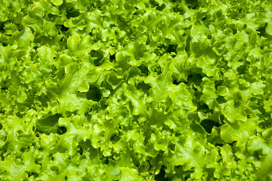 Hydroponic vegetables growing