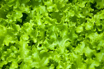 Hydroponic vegetables growing