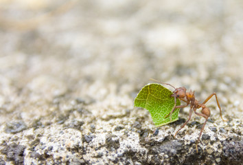 Leaf-cutter ant, acromyrmex octospinosus, Basse-Terre, Guadeloupe 