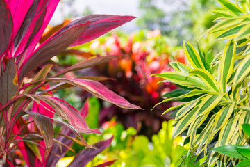 Fototapeta na wymiar Tropical jungle leaf close up background