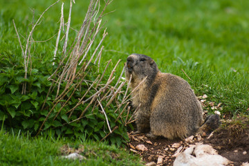 Marmotta (Marmota marmota) presso l'ingresso della tana