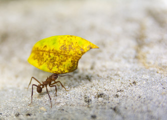 Leaf-cutter ant, acromyrmex octospinosus, Basse-Terre, Guadeloupe 