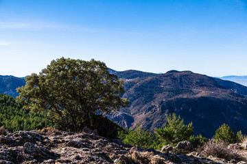 Fototapeta na wymiar Panoramic view of Sierra Nevada, Spain, with mountains and tree
