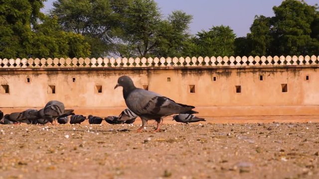 Pigeons and parrots eating grain fron the floor in an ancient stepwell fort in Abhaneri Rajasthan india. People often put grain for birds near temples as a way to get good karma and please the gods by