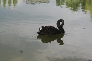 Cigno con il collo ripiegato