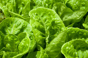 Hydroponic vegetables growing