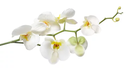 Türaufkleber Orchidee Weiße Orchidee isoliert auf weiß