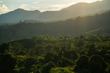 Forests with sunset  at the back of the mountain.