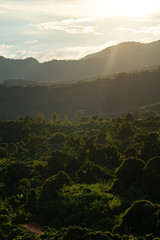 Forests with sunset  at the back of the mountain.Forests with sunset  at the back of the mountain.