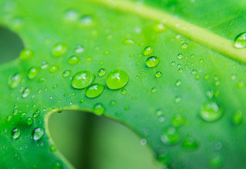 Tropical jungle leaf close up background