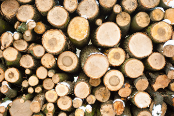 firewood stack in a forest at winter