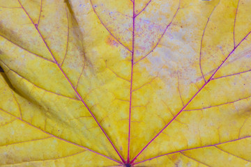 Naklejka na ściany i meble background and leaf texture in autumn