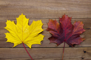 Naklejka na ściany i meble autumn leaves background on rustic wood