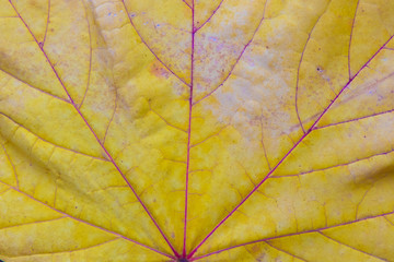 Naklejka na ściany i meble background and leaf texture in autumn