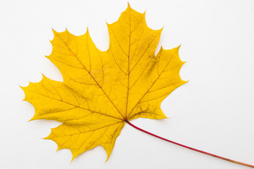 autumn leaves isolated in white background