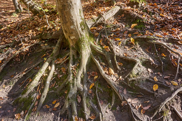 The roots of old trees, covered with moss and autumn leaves, creep on the earth in different directions and create a fabulous landscape in a magical forest. Nature concept for design