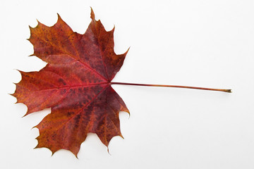 autumn leaves isolated in white background
