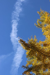 青い空と銀杏の木