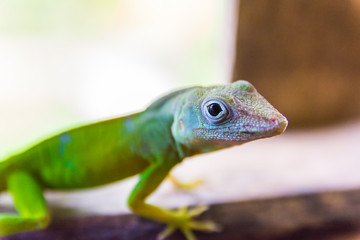 Anolis Marmoratus Speciosus lizard in Basse-Terre, Guadeloupe