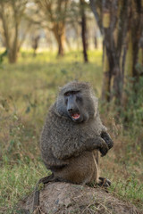 the baboon portrait