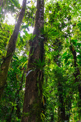Fototapeta premium Tropical jungle in Basse-Terre, west of Guadeloupe
