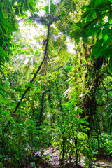 Tropical jungle in Basse-Terre, west of Guadeloupe