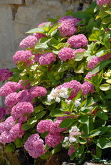 Obraz premium Massif d'hortensias roses et feuillage vert, ville de Vendôme, département du Loir-et-Cher, France