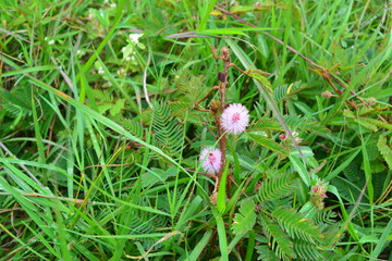 Nature small flower