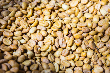 Coffee beans in a plantation, Basse-Terre, Guadeloupe