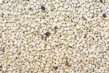 Coffee beans in a plantation, Basse-Terre, Guadeloupe