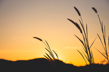 landscape and silhouette yellow of grass flower in sunset time.