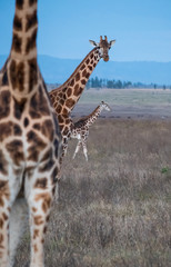 giraffes group under sky