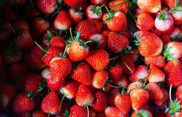 strawberry ripe at harvest from the garden. ready to eat and make ice cream cake and Smoothies