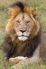 Fototapeta premium Lion Portrait